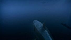 深海狂鲨2 电影 图8