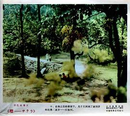 櫻 圖9