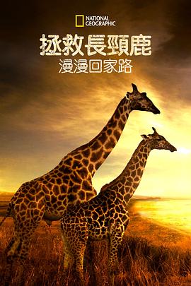 營救長頸鹿之漫漫歸途 圖1