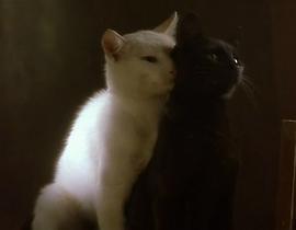 白猫和黑猫绘本 图10
