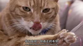 笑猫日记 图6