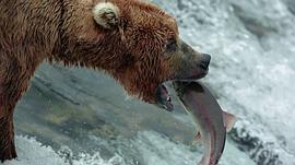 棕熊吃鲑鱼纪录片 图1