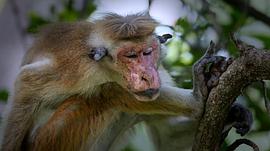 猴子王国玛雅的故事 图10