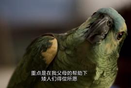 关于鹦鹉的电影 图9