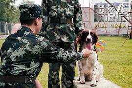 忠犬流浪狗印度电影 图6