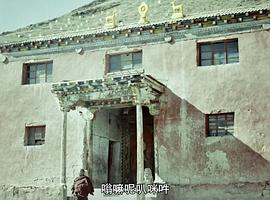 撞死了一只羊 圖7