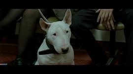 李连杰演的一条狗的电影 图7