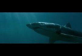 大白鲨3电影免费观看高清 图10