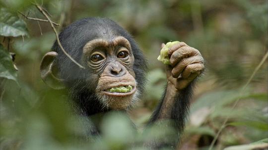 黑猩猩记录片