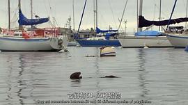 超萌動物 圖1