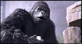韩国大猩猩打棒球电影名字 图10