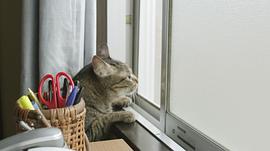 猫与好天气 图4