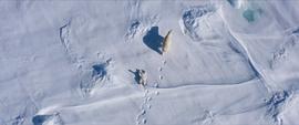 拉斯维加斯北极熊电影 图3