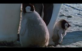 帝企鹅的纪录片 图5