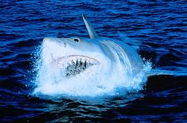 大白鲨在线观看完整版电影 图7