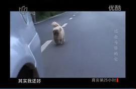 流浪狗小黃的故事 圖1