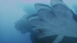 五头鲨鱼电影完整版免费 图9