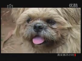 流浪狗小黃的故事 圖2