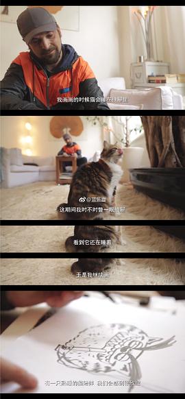 爱猫之城纪录片 图7