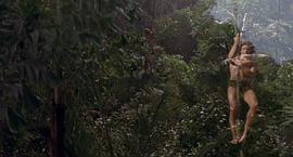 森林泰山 图4