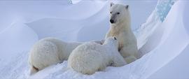 拉斯维加斯北极熊电影 图1