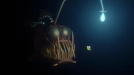 海底总动员电影免费观看完整版 图4