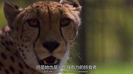 超萌動物 圖3