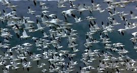 迁徙的鸟纪录片在线观看免费 图10