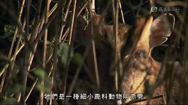 馬文與中國大熊貓 圖8