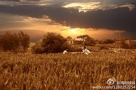 葵花進城 圖2