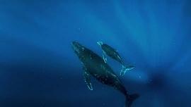 10种已灭绝的最大鲸鱼 图10