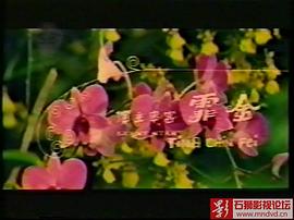 胡姬 圖3