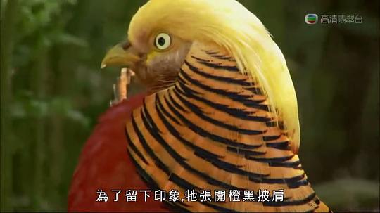 馬文與中國大熊貓
