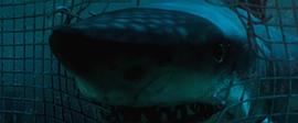 深海狂鲨 图1