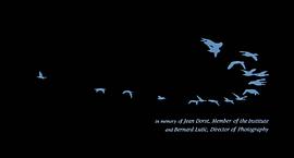 带鸟迁徙的电影 图8