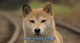 日本关于流浪狗的电影 图5