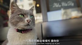 爱猫之城 歌词 图1