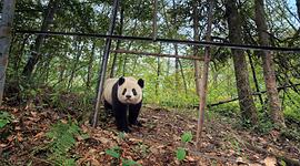 熊貓論壇 圖5