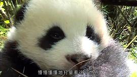 熊猫淘淘 图6