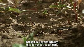 BBC 自然世界：沙漠螞蟻帝國 圖5