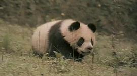 小时候看的一部熊猫的电影 图9