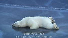 北极熊带两个熊宝宝的纪录片 图4