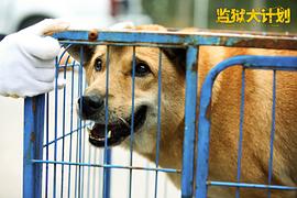 監(jiān)獄犬計(jì)劃 圖6