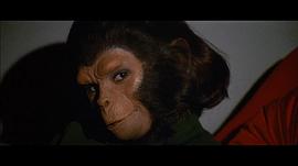 关于黑猩猩的电影 图10