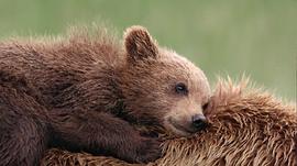 阿拉斯加的棕熊免费观看 图9