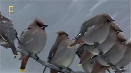 惡狼谷 圖7