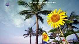 向日葵 圖6