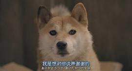 日本关于流浪狗的电影 图1