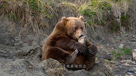 棕熊吃鲑鱼纪录片 图7