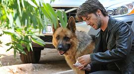 警犬萊克斯 圖3